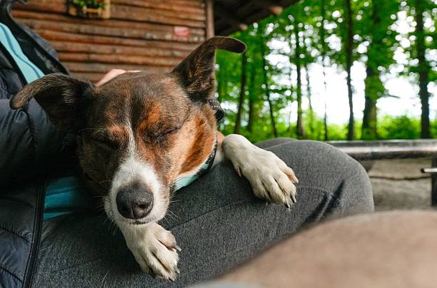 istock Dog resting on owner's lap in natural setting 2223769562