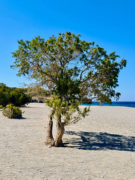 Aftermath from a flood with debris resting on a beach before entering the sea before clean up operation