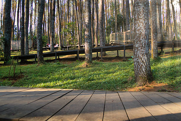 istock Peaceful Forest Walkway Amidst Tall Pine Trees at Sunset 2223773661