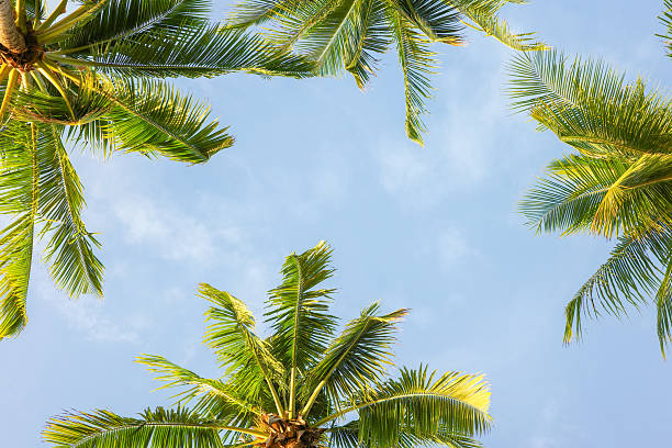 istock A top view of coconut tree, a circular pattern of large, feather-like fronds (leaves) radiating outwards 2223773697