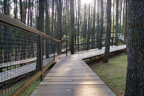 istock Wooden Path Through Scenic Pine Forest Bathed in Peaceful Sunlight 2223773764