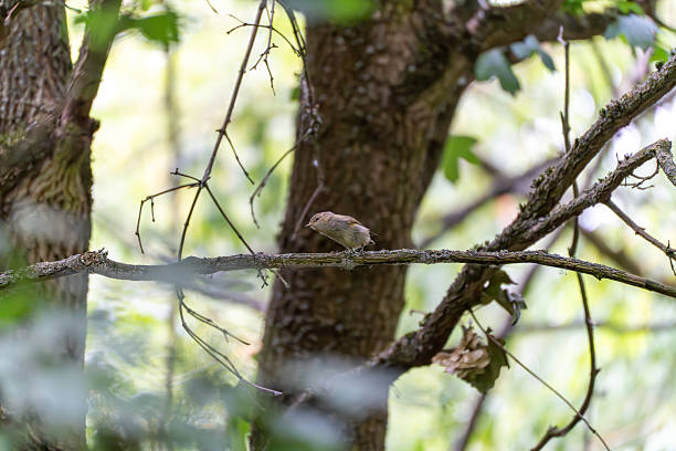 istock A small bird sits alone on a branch amidst dense treetops. 2223773767