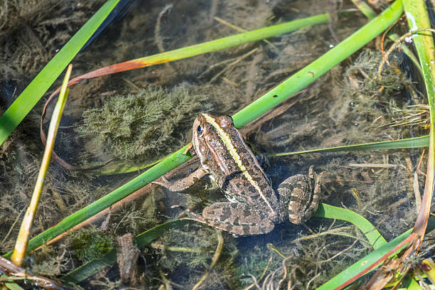 istock A large green frog sits in the marsh. 2223774346