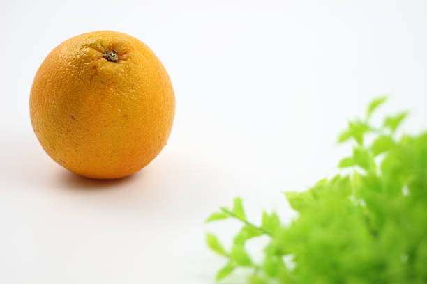 The appeal of Navel orange, which brightens up the dining table, has been maximized with a white background. It is also ideal for image photos of desserts and drinks.