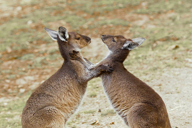 istock Two Kangaroos in Natural Habitat in Australia 2223774768