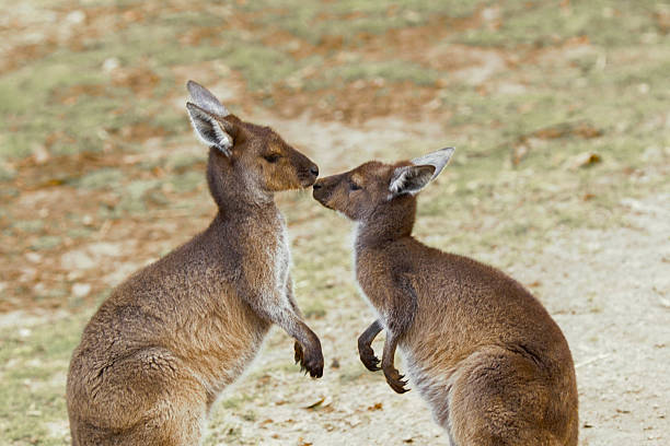 istock Two Kangaroos in Natural Habitat in Australia 2223774769