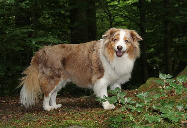istock Autralian shepherd standing in the woods 2223777179