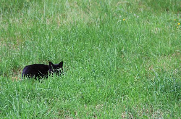 Domesticated black cat waiting in high grass to hunt prey