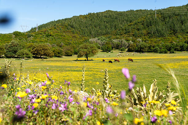 Cow grazing among yellow flowers
