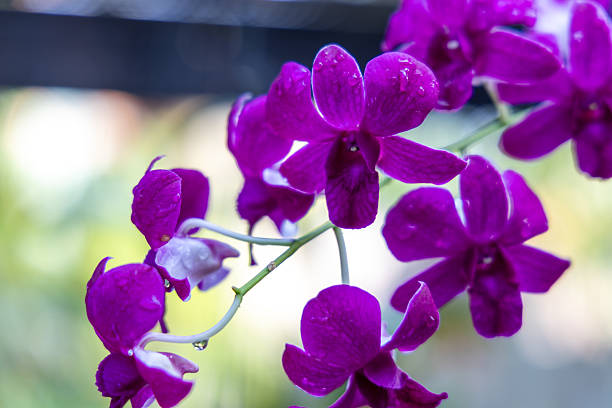 Thai flowers & plants are always beautiful and heartwarming
