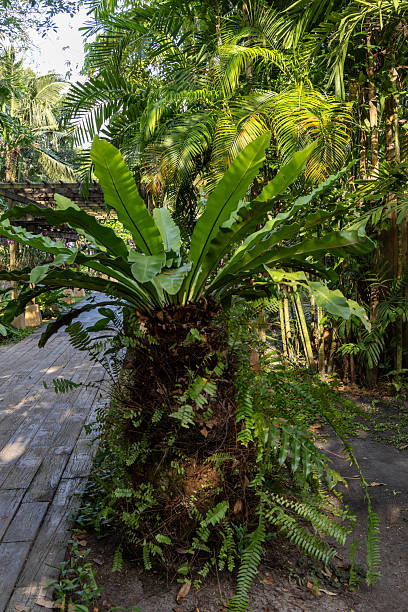 istock Thai flowers & plants, Thailand 2223779308