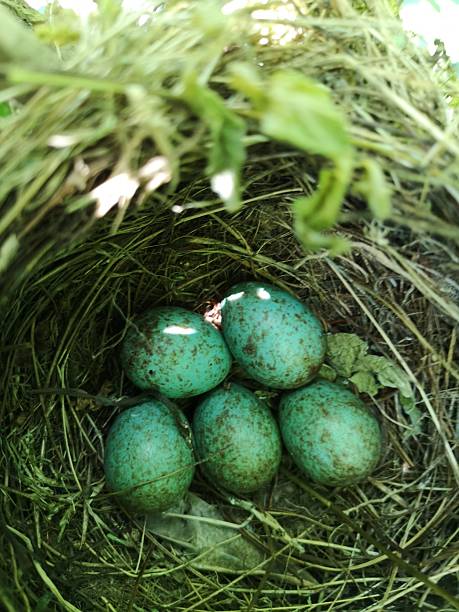 istock A blackbird’s nest containing five blackbird eggs. 2223779468