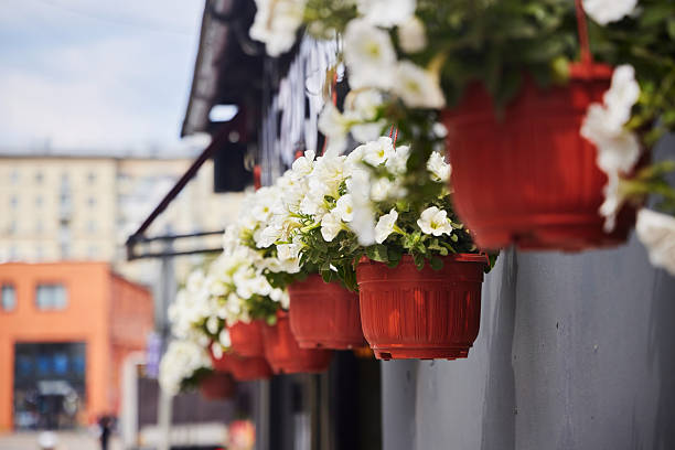 istock Potted plant, outdoor space decoration 2223779881