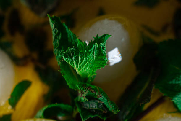 Fresh mint leaves (Mentha) with vibrant green color, detailed texture, and serrated edges are in focus. They are surrounded by blurred background elements, possibly lemon slices or ice cubes, creating a refreshing and natural ambiance. Ideal for themes related to beverages or holistic wellness.
