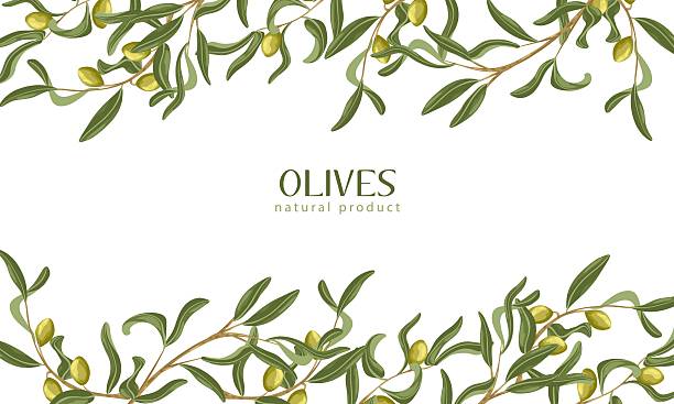 Hand drawn olive branch border frame. Vector botanical illustration with leaves and twigs on white. Perfect for packaging, menu, cosmetic labels, branding and wedding stationery Hand drawn olive branch border frame. Vector botanical illustration with leaves and twigs on white. Perfect for packaging, menu design, cosmetic labels, branding and wedding stationery olive fruit stock illustrations