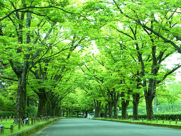 istock Taxiway to the park 2223784890