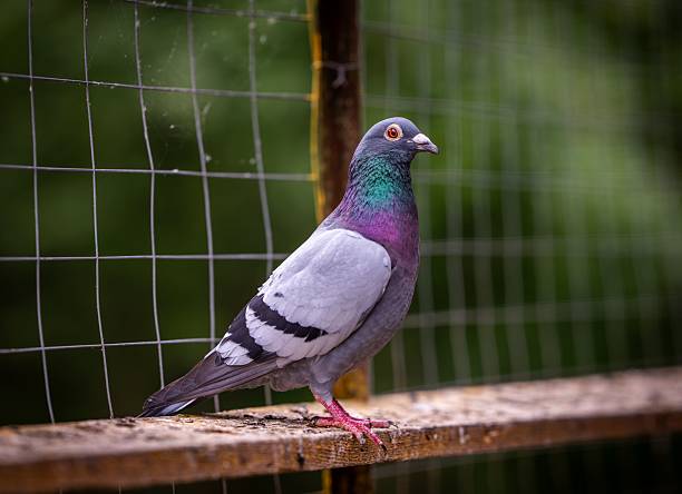 istock Vibrant Columba livia on a wooden ledge. 2223788890