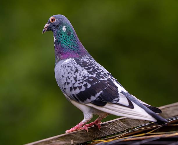 istock Columba livia with iridescent feathers perched 2223788893