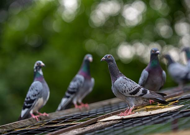 istock Columba livias perched on a rooftop with a blurred green background 2223788932
