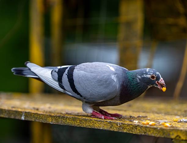 istock Columba livia eating corn close-up 2223788939