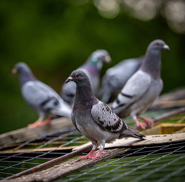 istock Columba livias perched on a wooden structure 2223788951