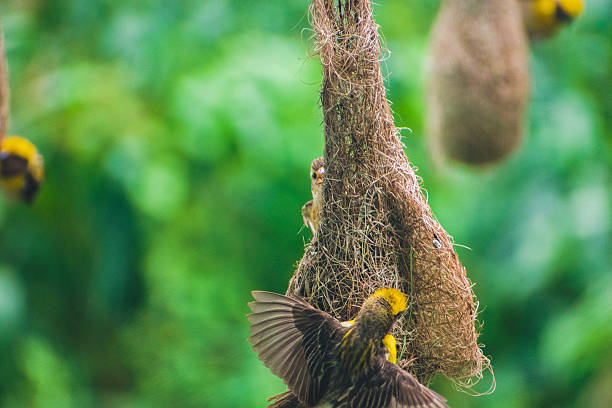 istock Group of baya weaver birds on th nest. 2223791370