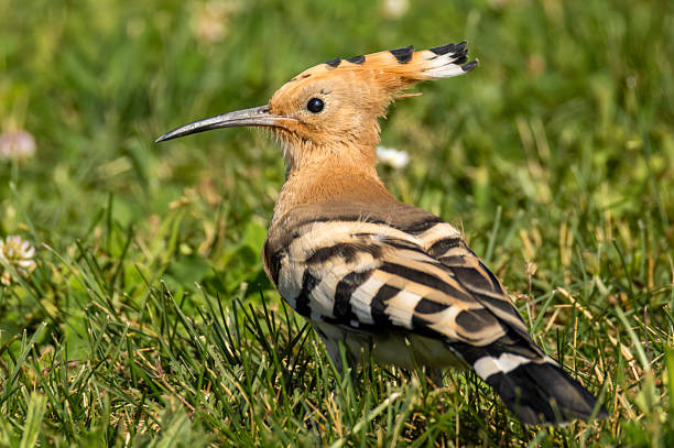Eurasian Hoopoe, Upupa epops - Hoppen (Upupidae)