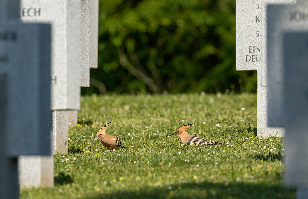 Eurasian Hoopoe, Upupa epops - Hoppen (Upupidae)