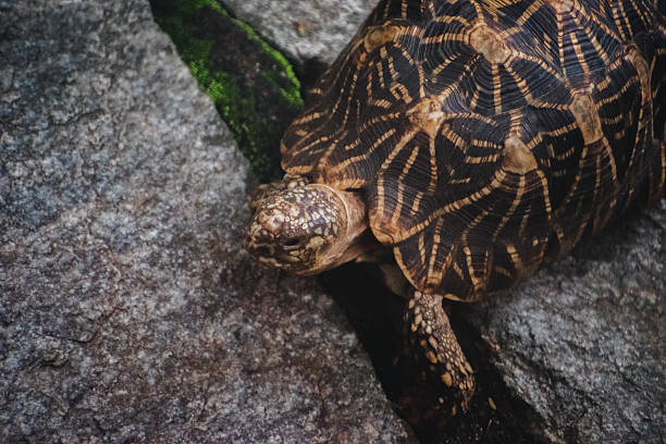 istock Indian star tortoise (Geochelone elegans) on rocks in India, close-up view. 2223792393