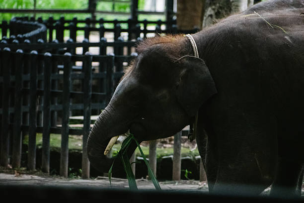 Young Asian elephant eating leaves in an Indian zoo. Close-up composition emphasizes texture and detail.