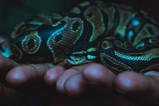 istock Close-up of a Ball Python (Python regius) resting on hands in an Indian zoo. 2223794041