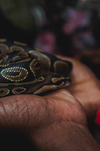 istock A ball python (Python regius) rests gently in cupped hands at an Indian zoo, showcasing close-up animal interaction. 2223794154