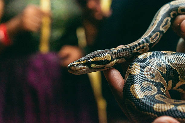 istock Close-up of a Python regius being held, showcasing its intricate scales.  Shot at an Indian zoo. 2223794207