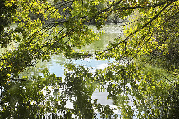istock River Lee Country Park 2223794747