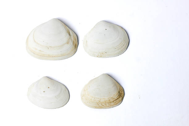 Repeating Cockle Seashell Pattern for Summer or Coastal Vacation Memories Design on White Background
