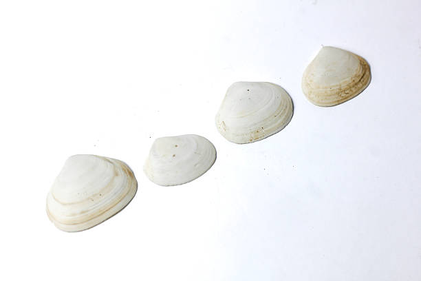 istock a collection of oyster shells isolated on a white background, pearl oyster shells 2223796460