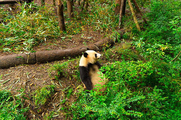 Pandas enjoying eating bamboo in Chengdu Research Base.