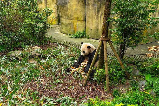 Pandas enjoying eating bamboo in Chengdu Research Base.