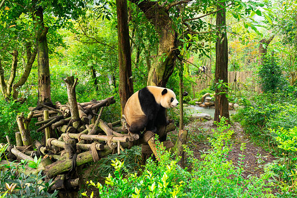 istock Pandas enjoying eating bamboo in Chengdu Research Base. 2223796487
