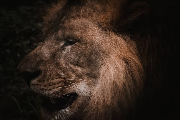 istock Majestic lion profile, shadowed setting, India.  Dark, moody composition. 2223797136