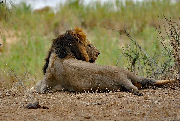 istock Male Lion 2223797195