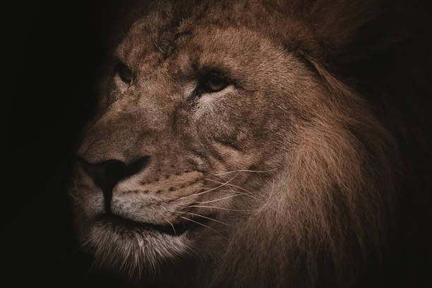 istock Majestic lion profile, shadowed setting, India. Dark, moody composition. 2223797275