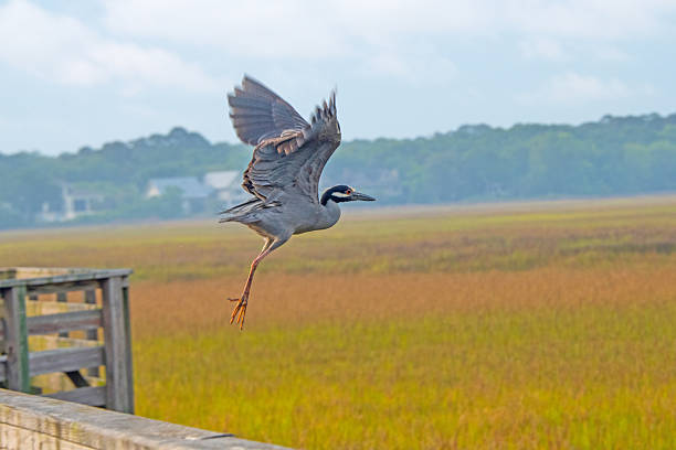 Yellow Crested Night Heron in flight-Hilton Head, South Carolina