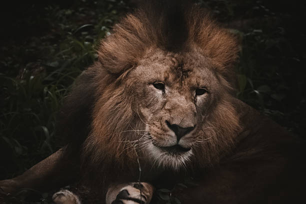 istock Majestic Asiatic lion resting amidst foliage in India; dramatic close-up composition. 2223797426