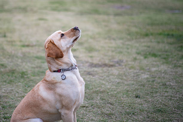Golden retriever resting on back yard,sleeping golden retriever dog laying on green grass shot from top view