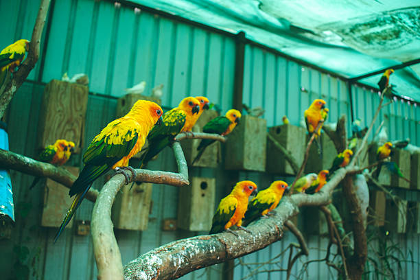 istock Sun Conures (Aratinga solstitialis) perched on branches in an Indian zoo aviary. 2223797470