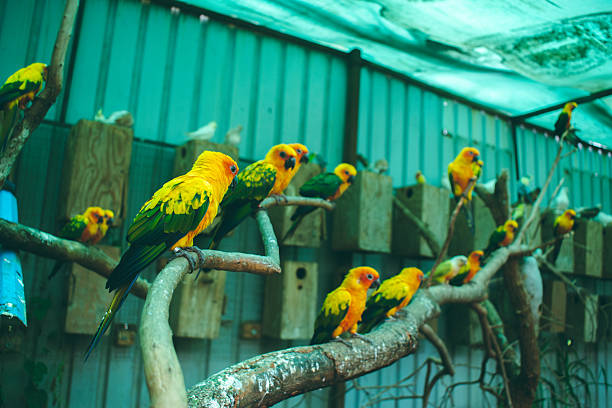 istock Sun Conures (Aratinga solstitialis) perched on branches in an Indian zoo aviary. 2223797475