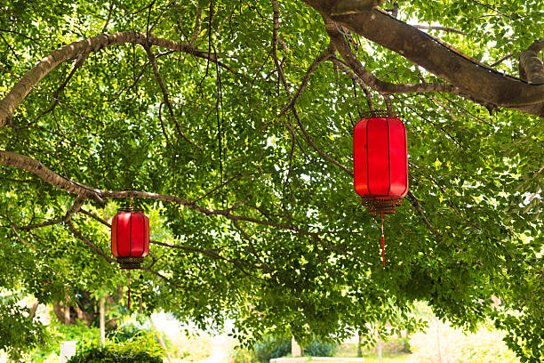 Red Lanterns Hanging Under the Shade of Trees