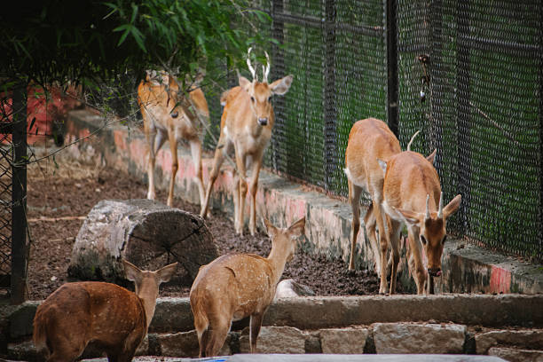 A group of sambar deer ( *Cervus unicolor*) inside a wildlife enclosure at Bannerghatta National Park, Karnataka, India.  The composition emphasizes the animals near a fence.