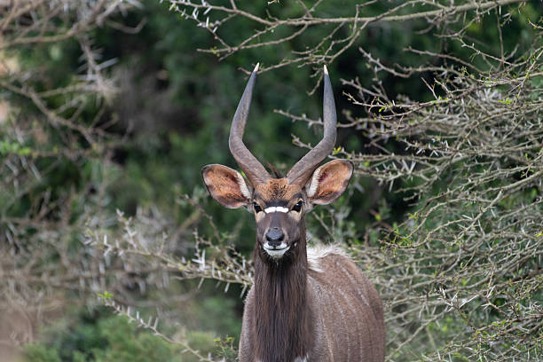 istock The lowland nyala or simply nyala (Tragelaphus angasii) 2223797815